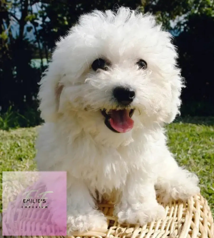 Brichon Frise Dog Diamond Art 30X20Cm