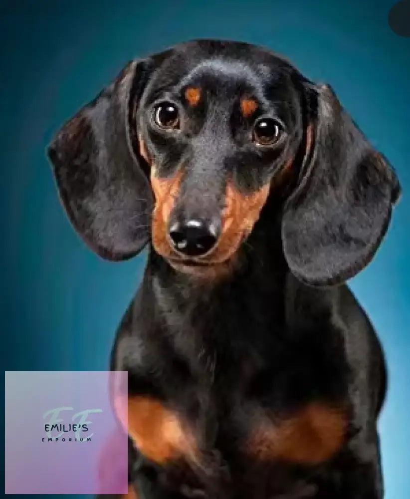 Dachshund Diamond Art