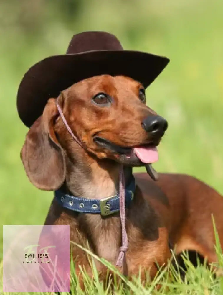 Dachshund Wearing Cowboy Hat Diamond Art